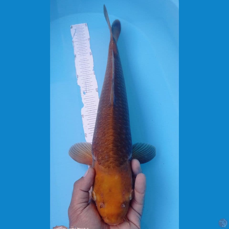 CARAMEL 47CM