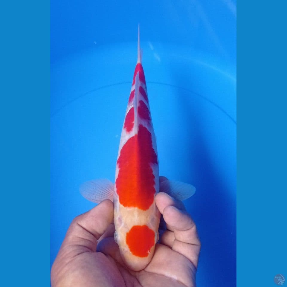 KOHAKU 28