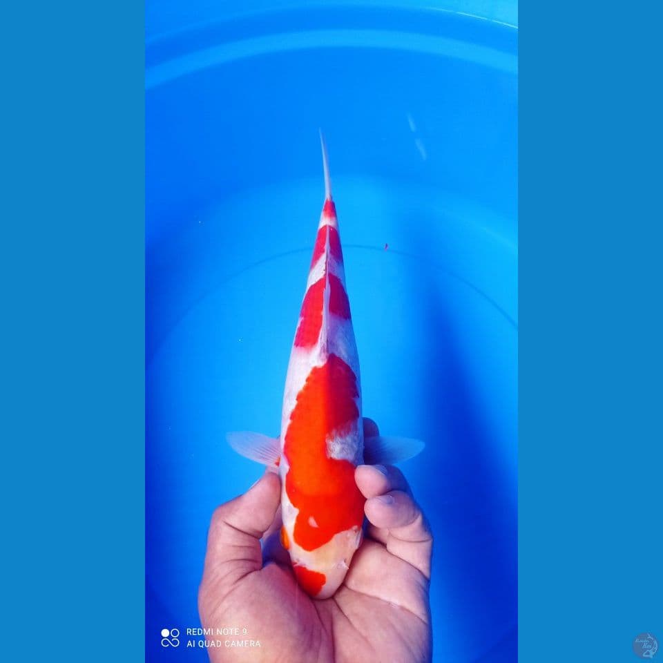 KOHAKU 30