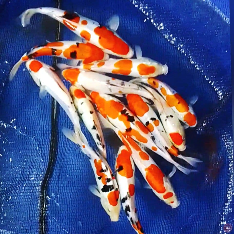 DOIDSU 20-27CM 13EKR