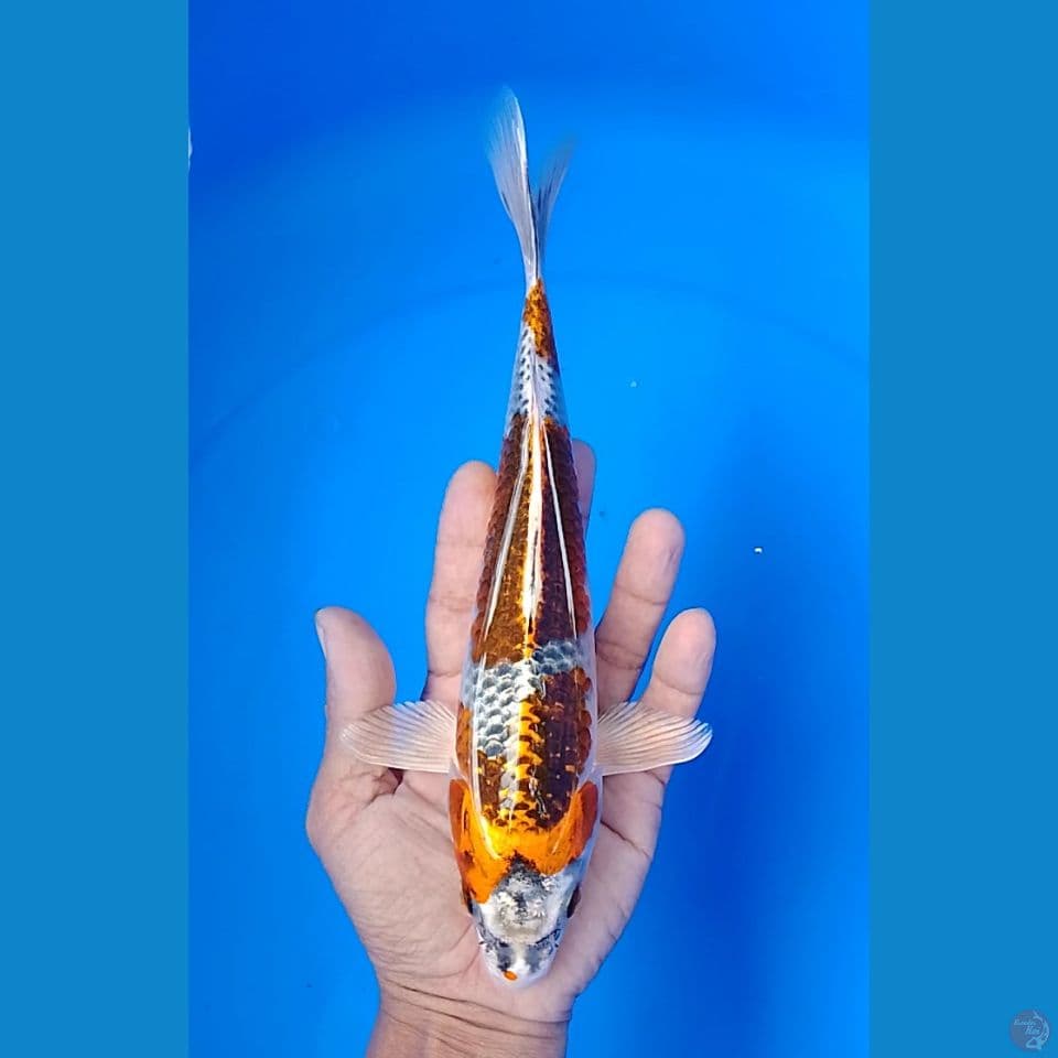 kujaku 24cm.m