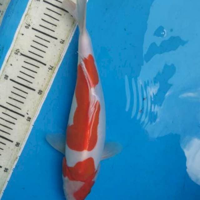 Kohaku Doitsu Murni F1 Female - 35cm