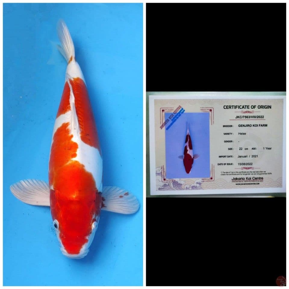 Genjiro Heisei Nishiki