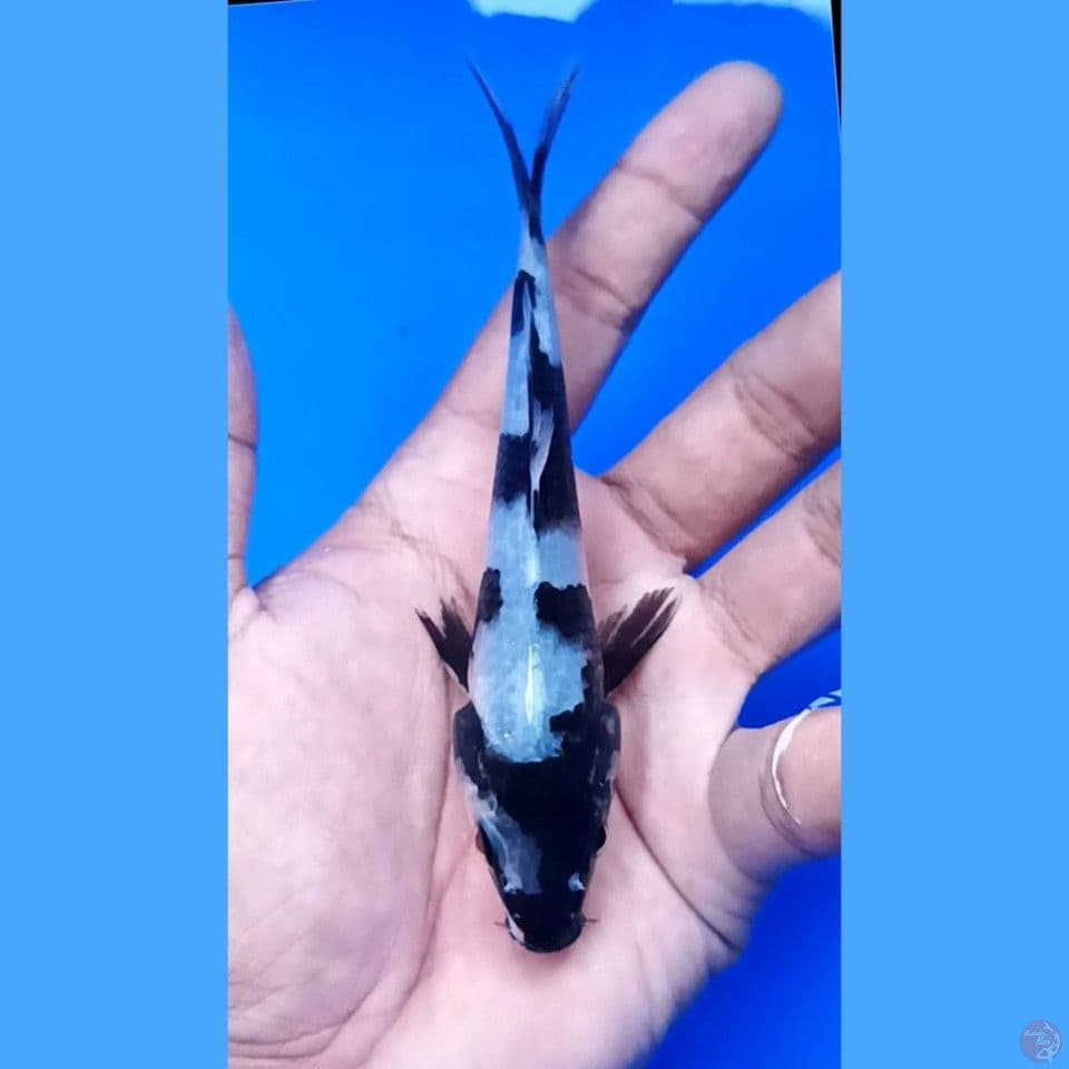 shiro 12 cm