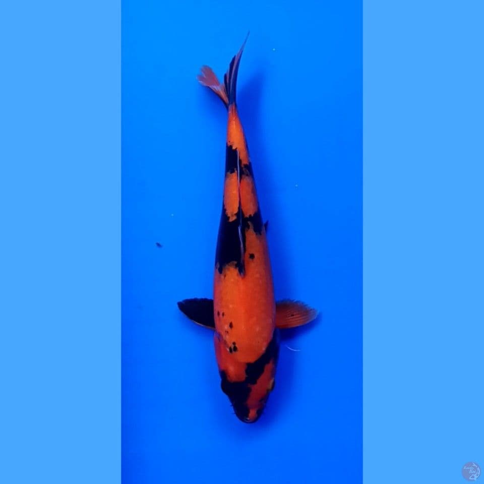 utsuri 29cm