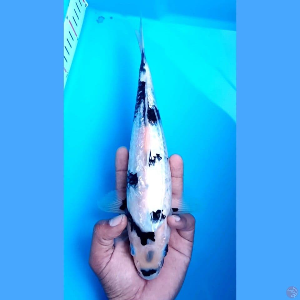 shiro 28 cm