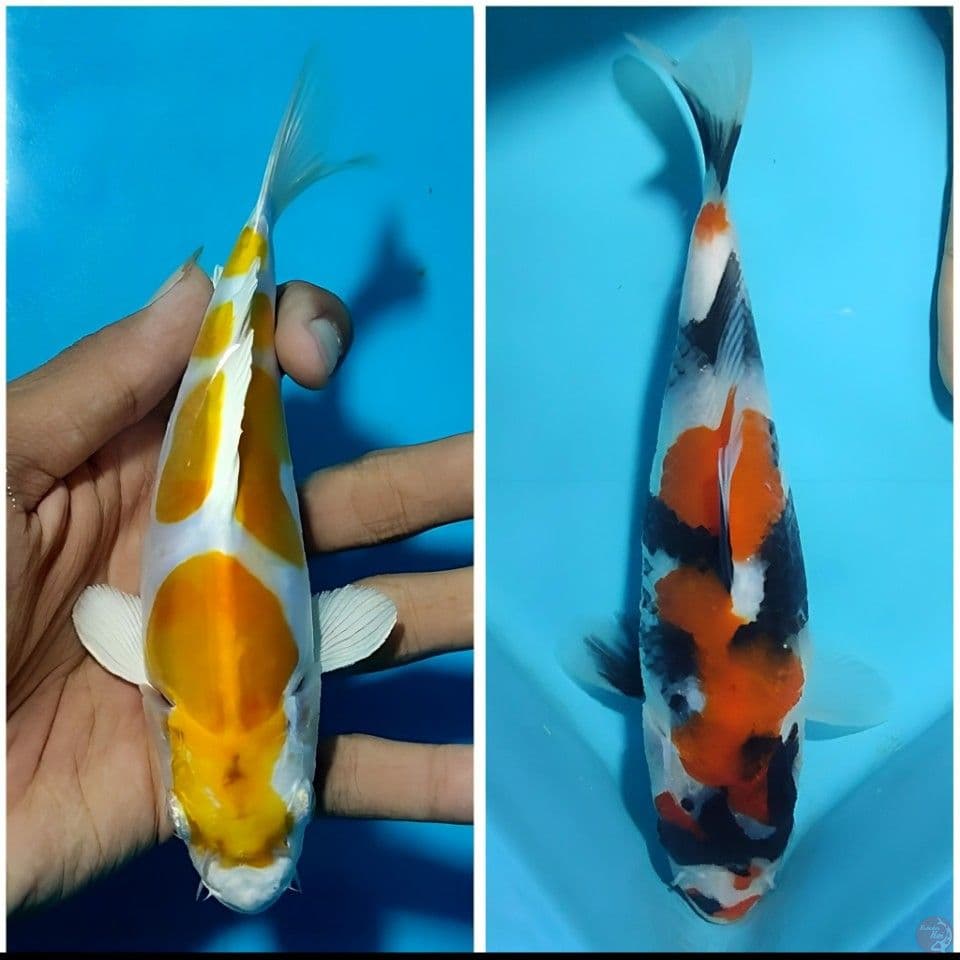 showa x hariwake