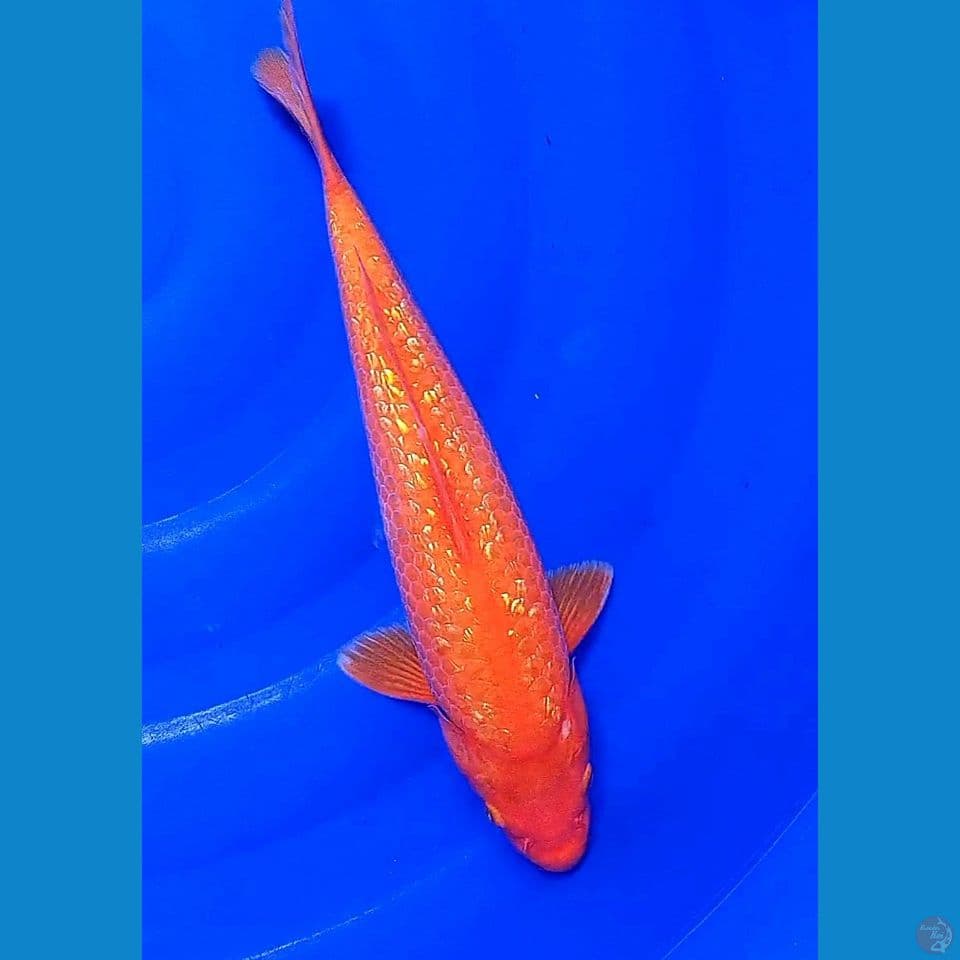 35cm red ginrin