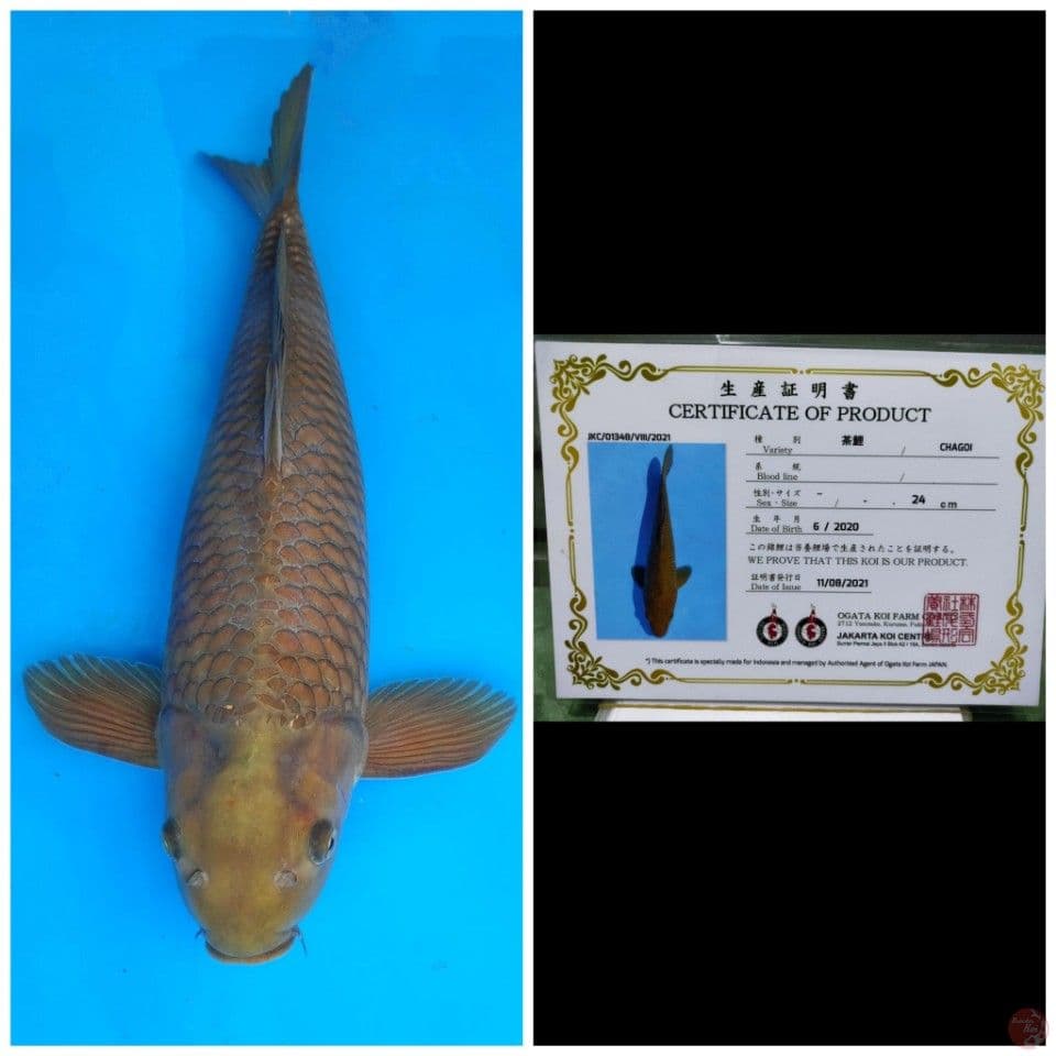Ogata Chagoi
