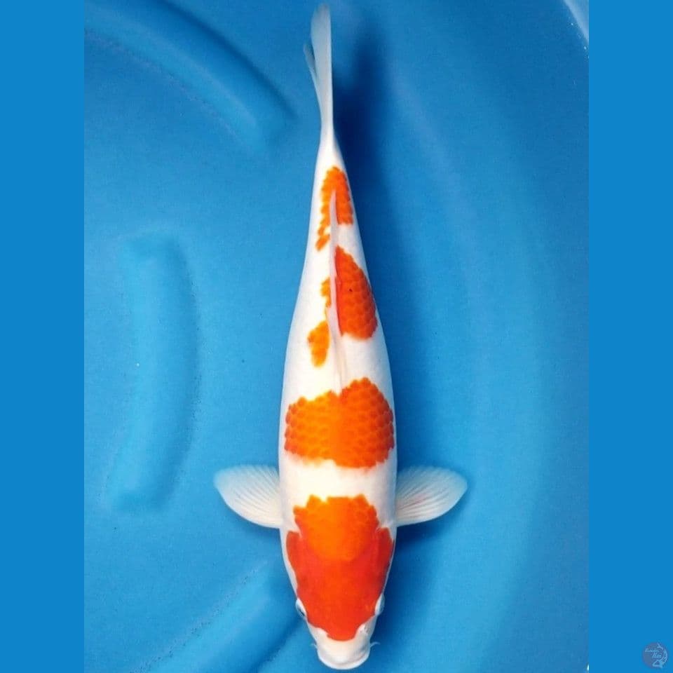 HQ KOHAKU 38 CM