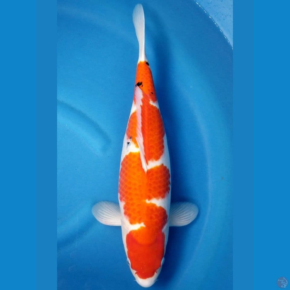 HQ INAZUMA SANKE 47 CM