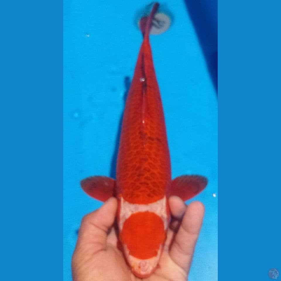 RED CARAMEL 37