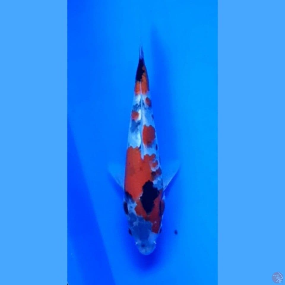 showa 17 cm