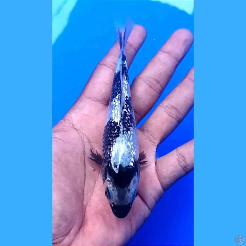 shiro ginrin 13 cm