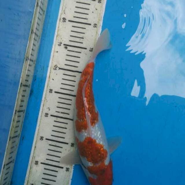 Ai Goromo Full Ginrin F1 Female - 33cm