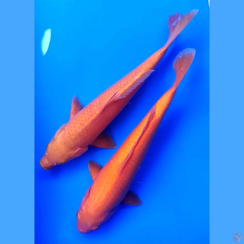 redkar 29.31 cm