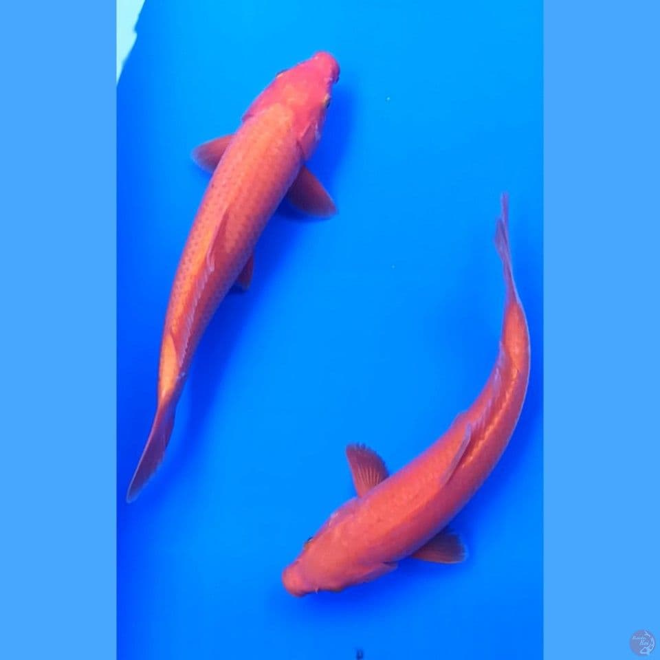 caramel red kar 31 cm