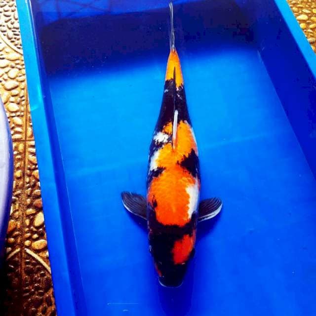 Super showa istimewa 46cm body terpedo