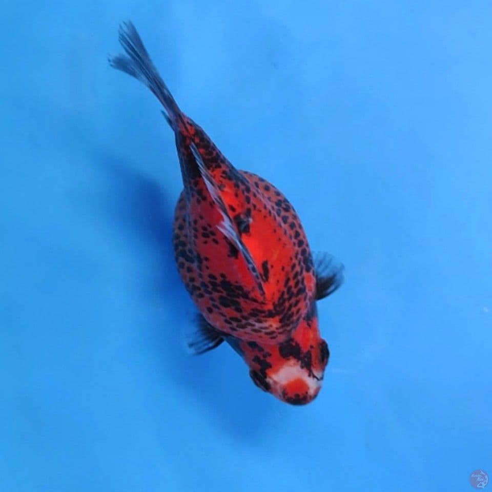 tamasaba short tail 12cm
