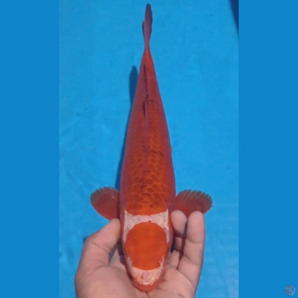 CARAMEL 37