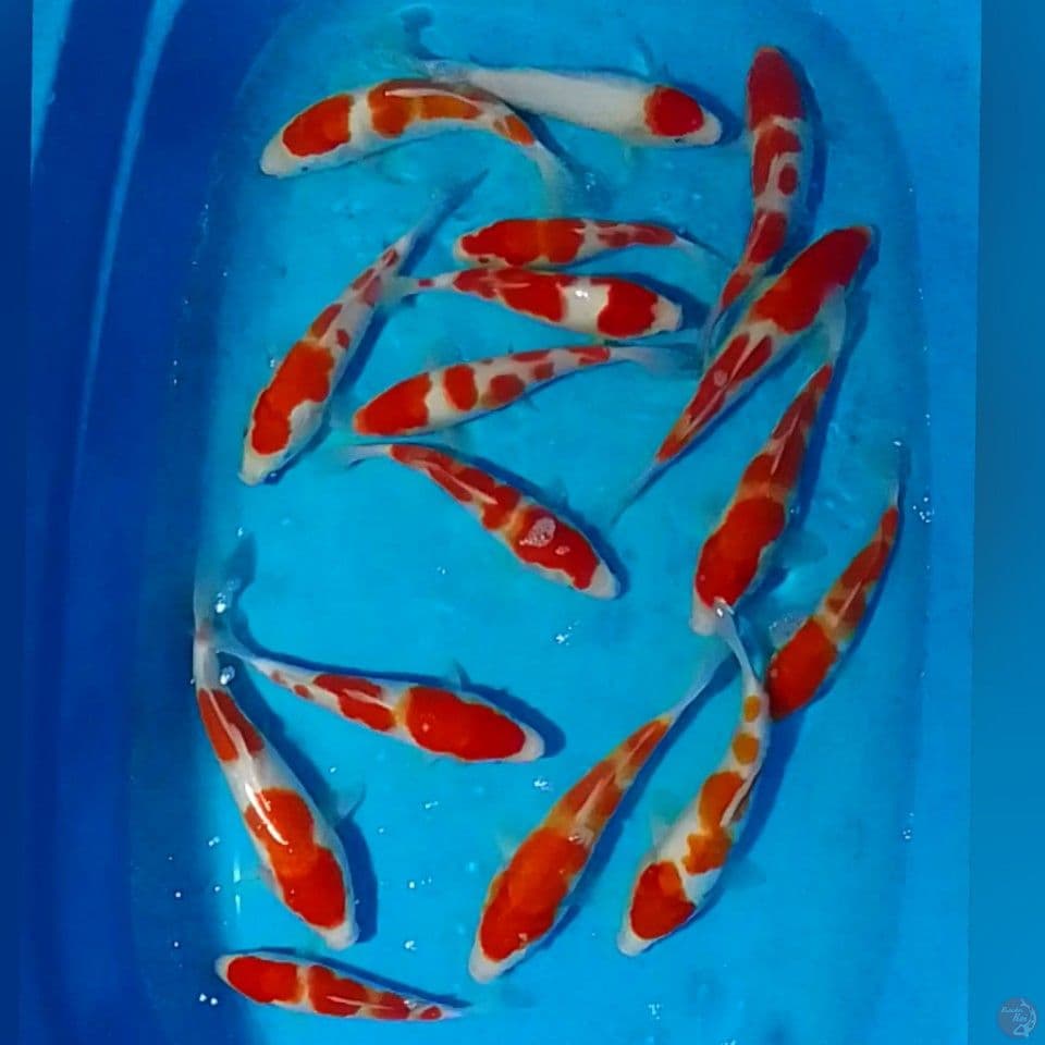 PAKET KOHAKU STRONG 20-25CM 16EKOR