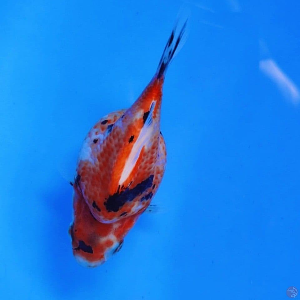 tamasaba short tail 12cm