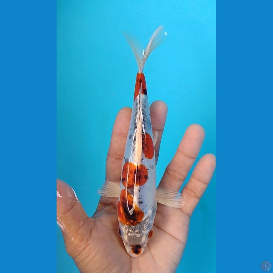 doitsu 19cm