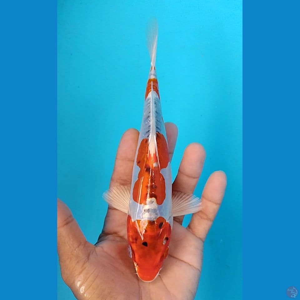 doitsu 20cm