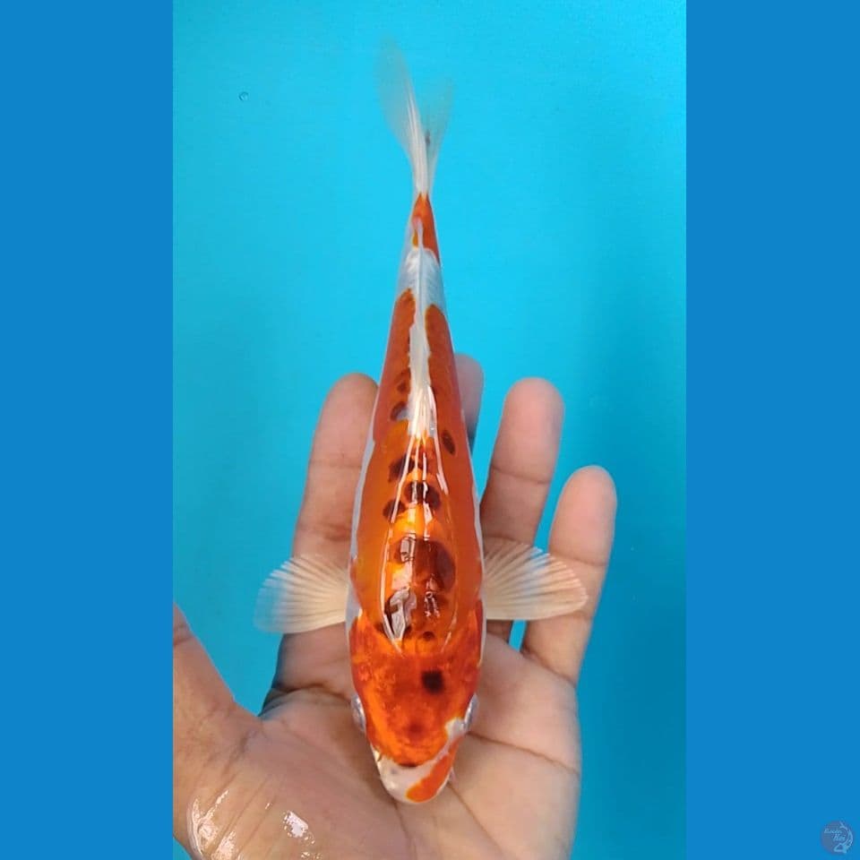 doitsu 19cm