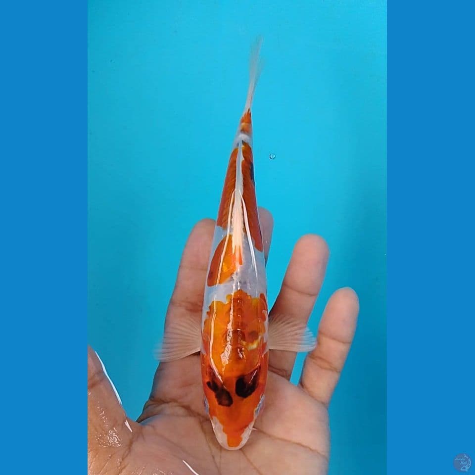 doitsu 18cm