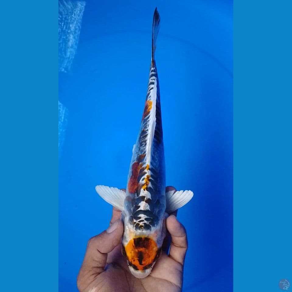 maruten doitsu 27cm