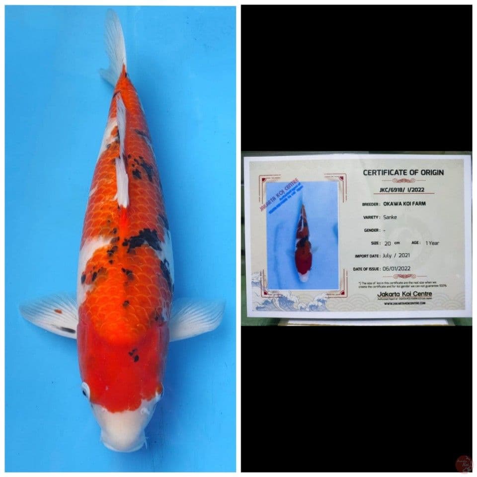Okawa Jumbo Sanke