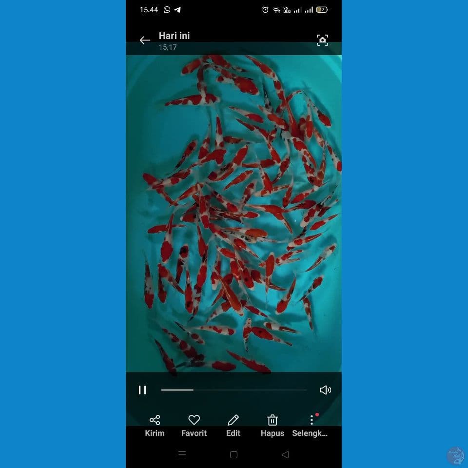 mix 100 ekor 10 15 cm