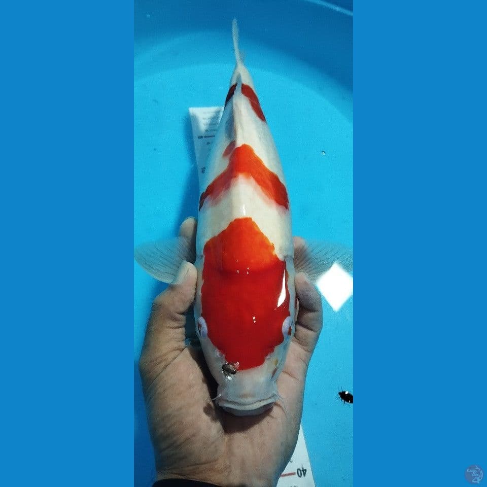 43 cm kuhaku f