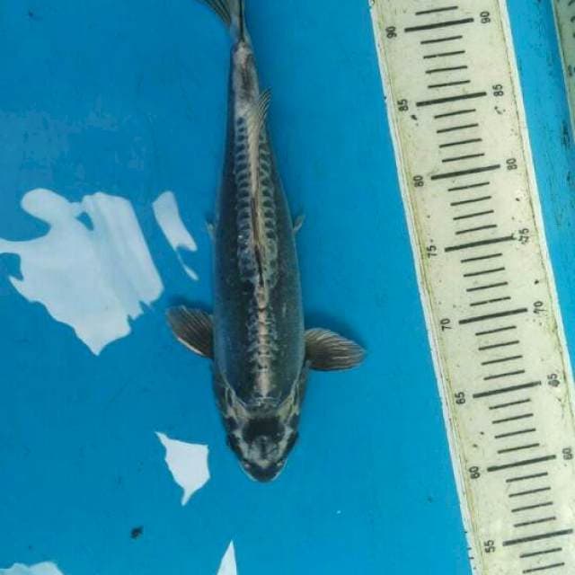 F1 Jenis Antik No Bocor Female - 33cm