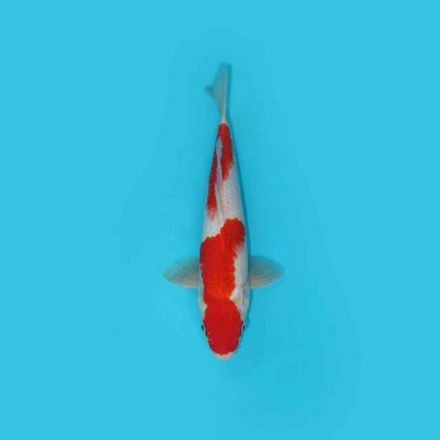 Kohaku 31 cm
