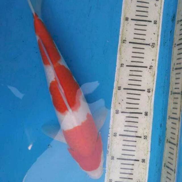 Kohaku Nidan F1 Female - 42cm