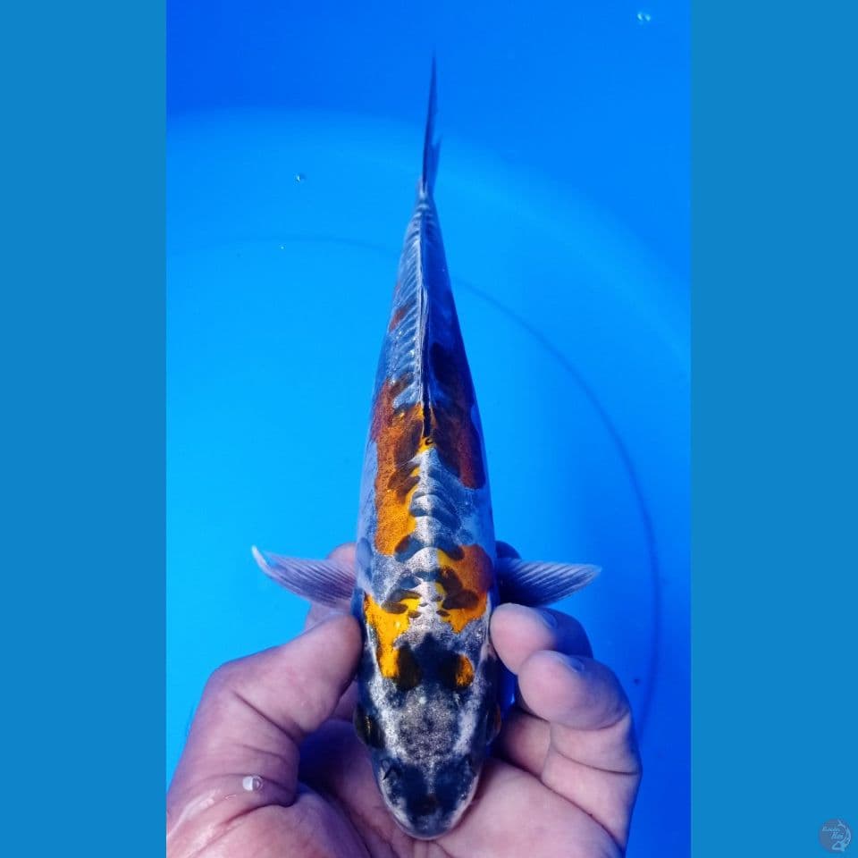 KIKO 27
