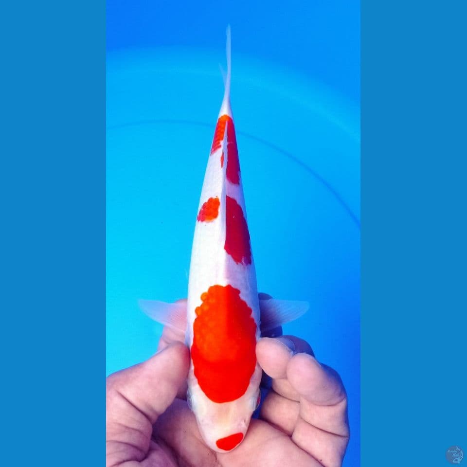 KOHAKU 23