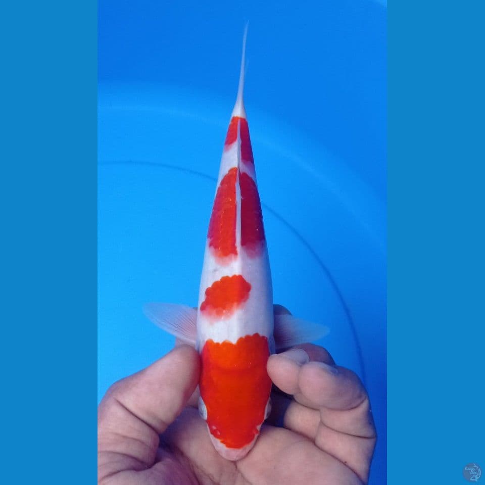 KOHAKU 22