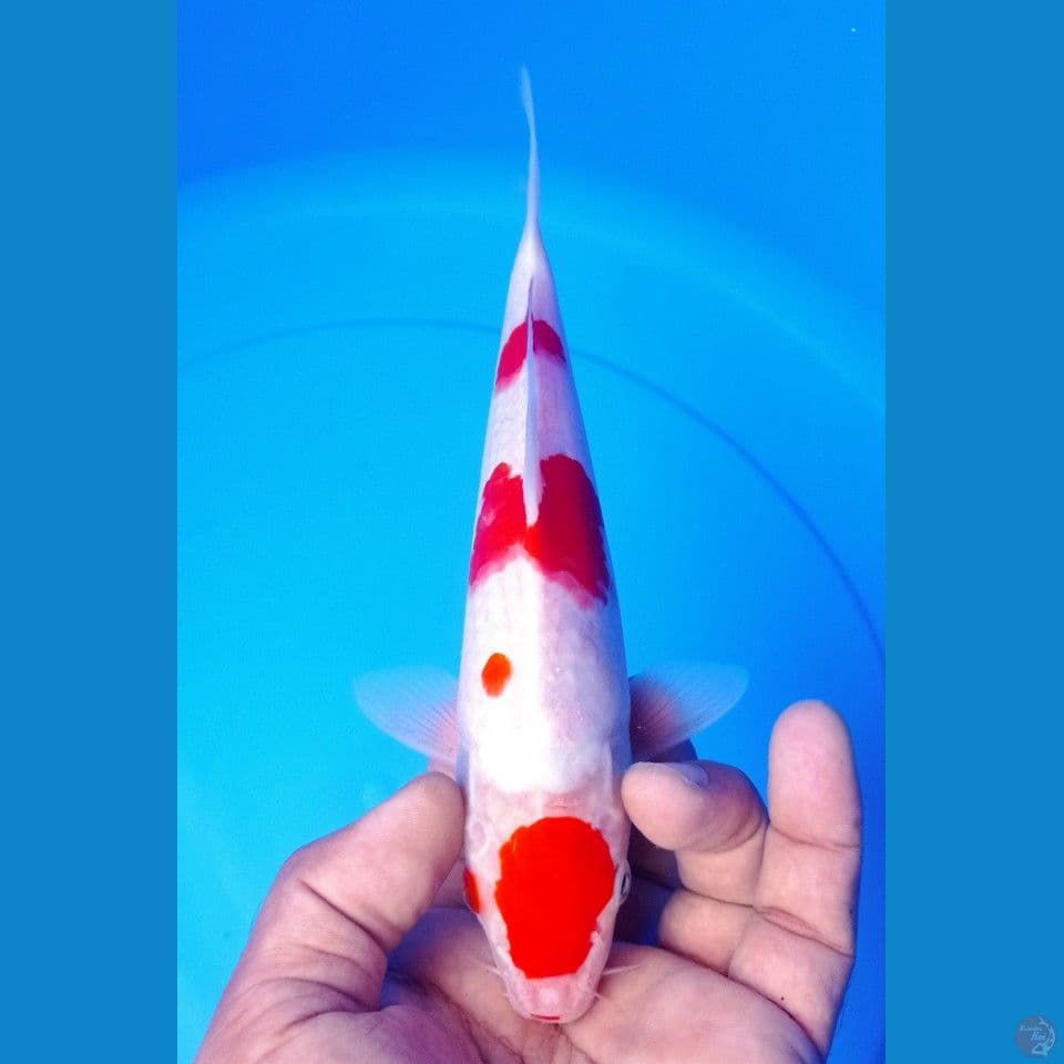 KOHAKU 24