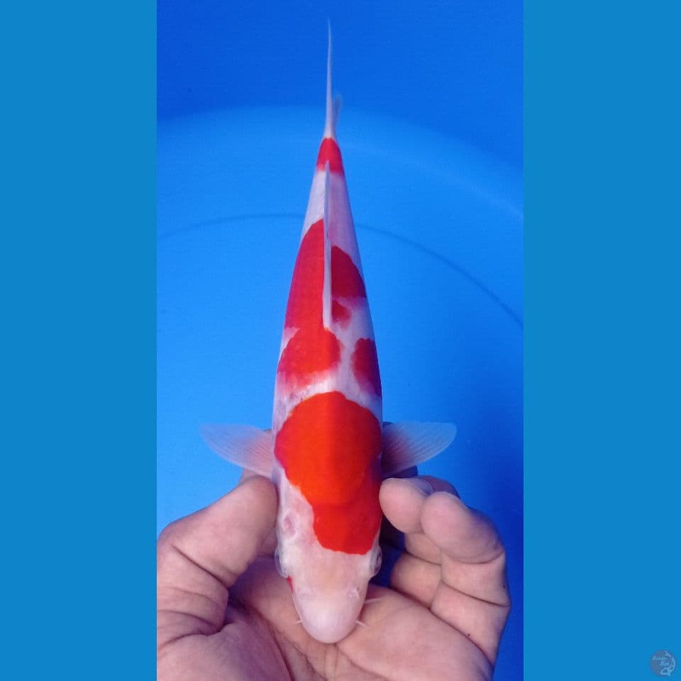 KOHAKU 25