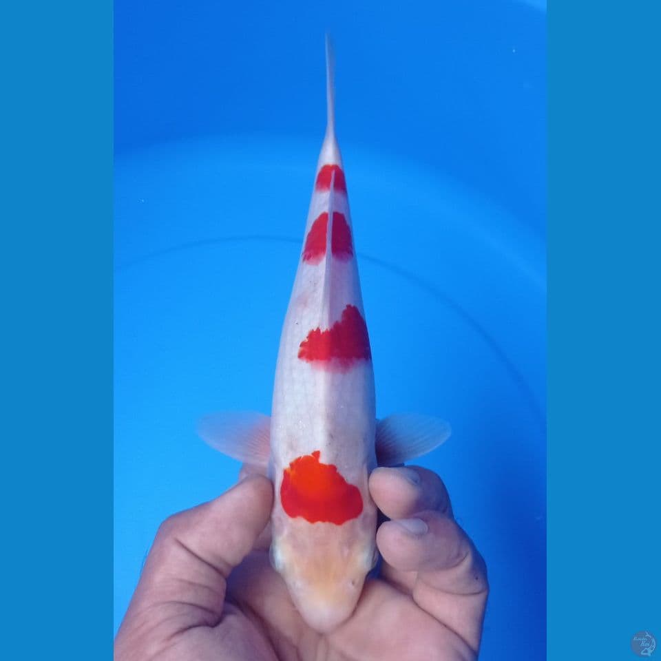 KOHAKU 25