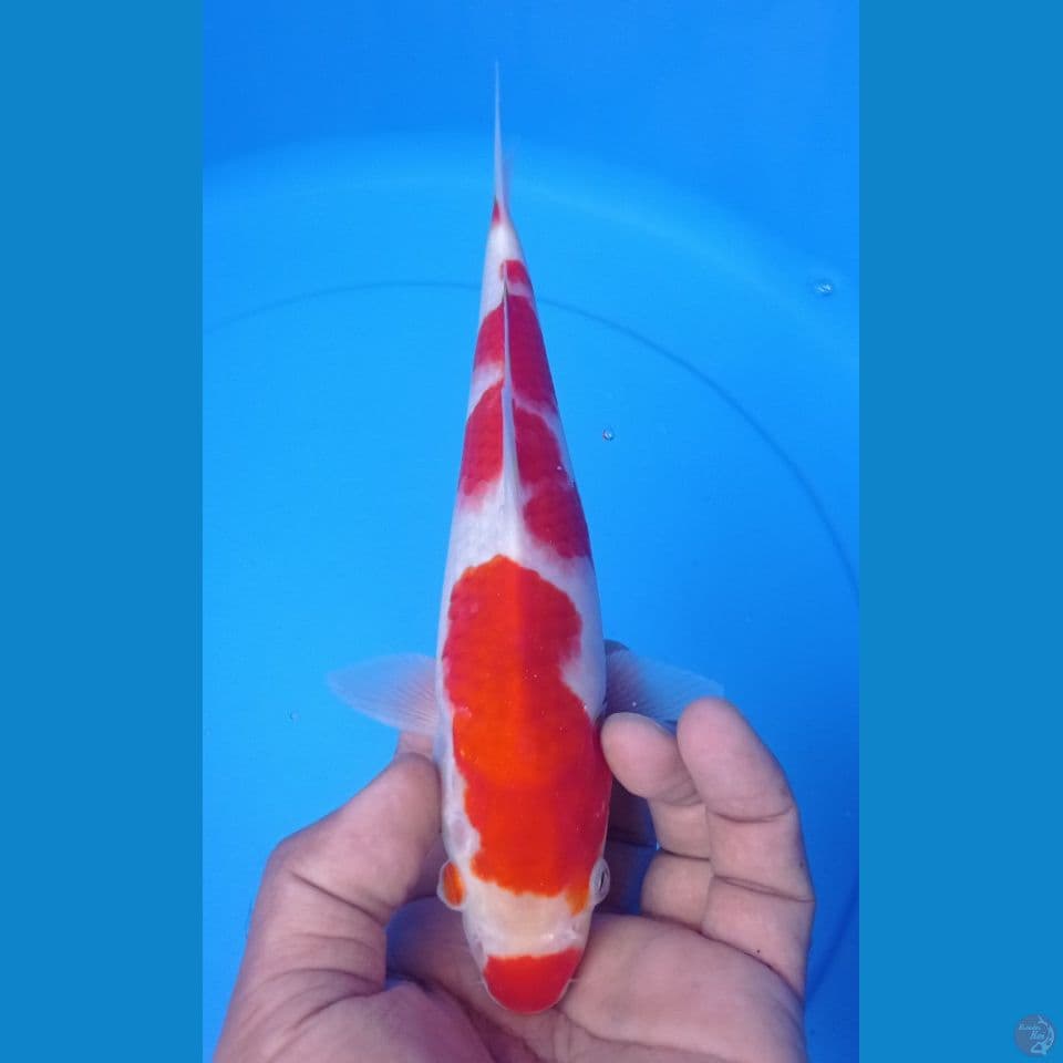 KUCIBENI 24
