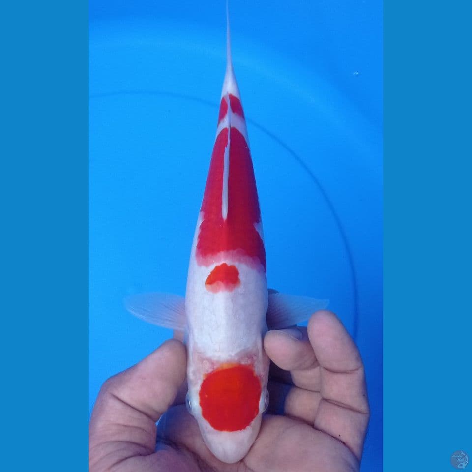KOHAKU 23