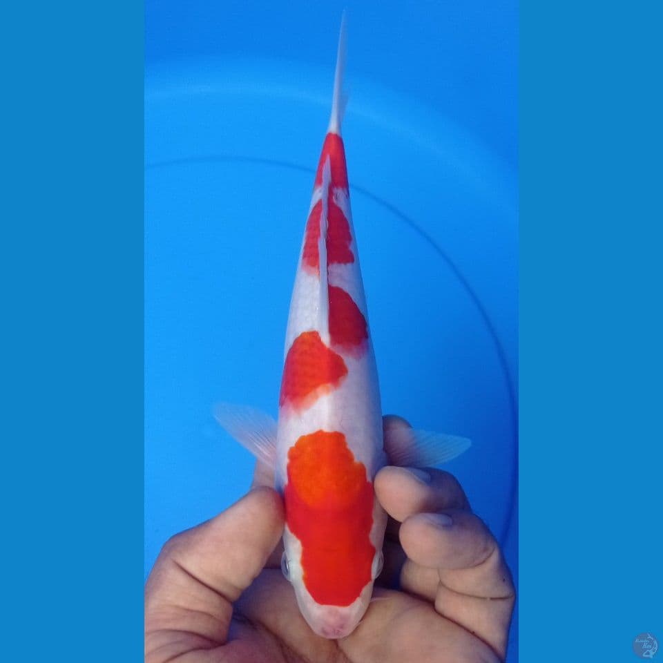 KOHAKU 24