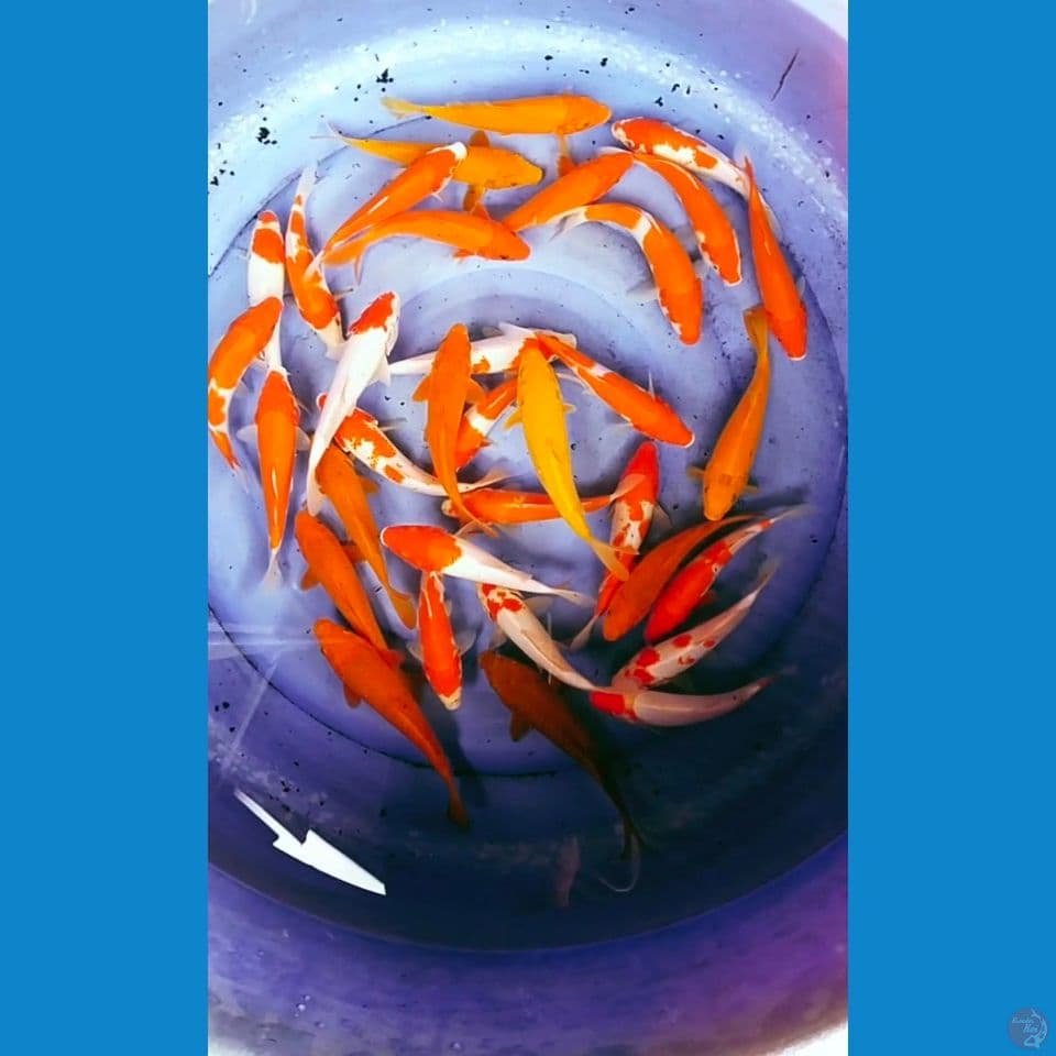 mox caramel kohaku 20-24cm 35 elor