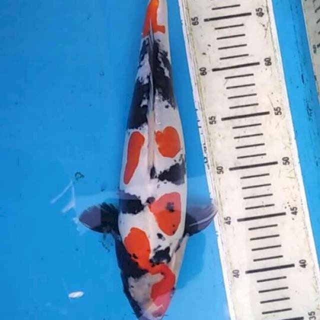 Kindai Showa Doitsu Murni Female - 36cm