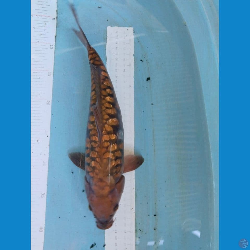 chagoi aragoke 35cm