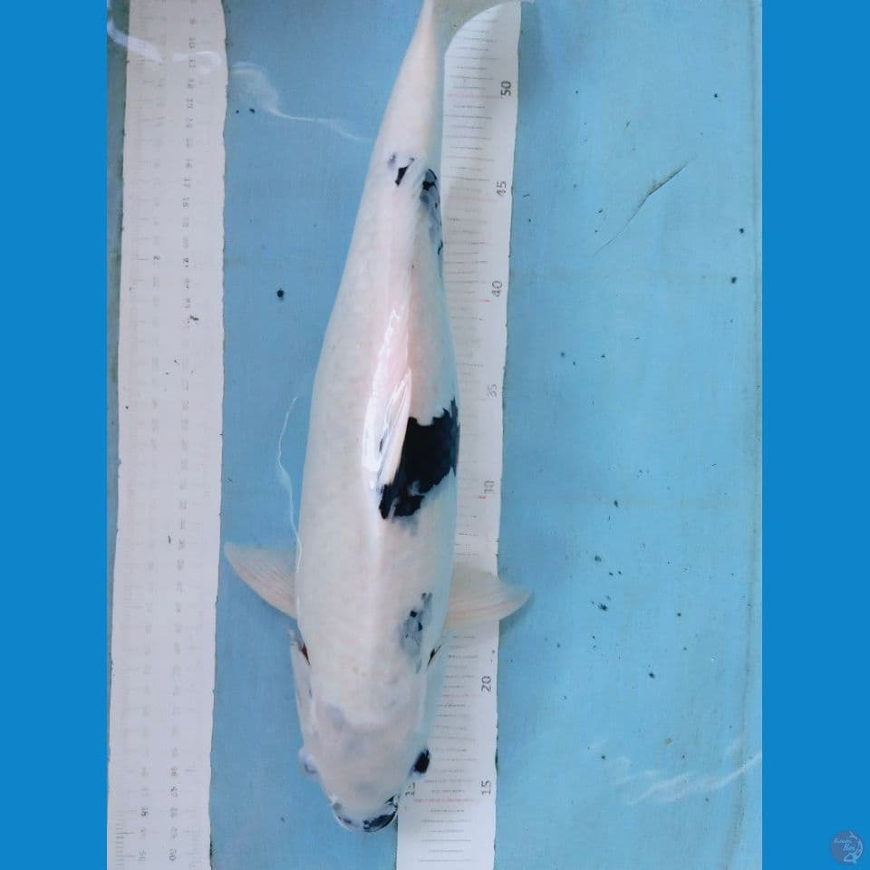 shiro tategoi 43cm